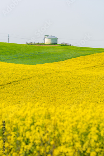 Rapeseed field bright yellow flowers and silo in background © Marcin Mucharski