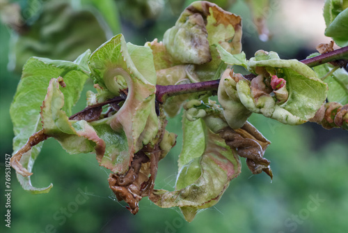 Branch of a peach tree with leaf curl caused by a fungus.