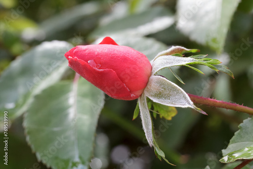 Rose bud on a stem with leaves on the background.