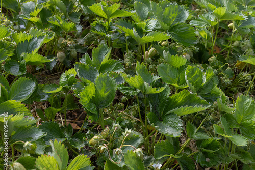 Plants of strawberry on the garden beds.