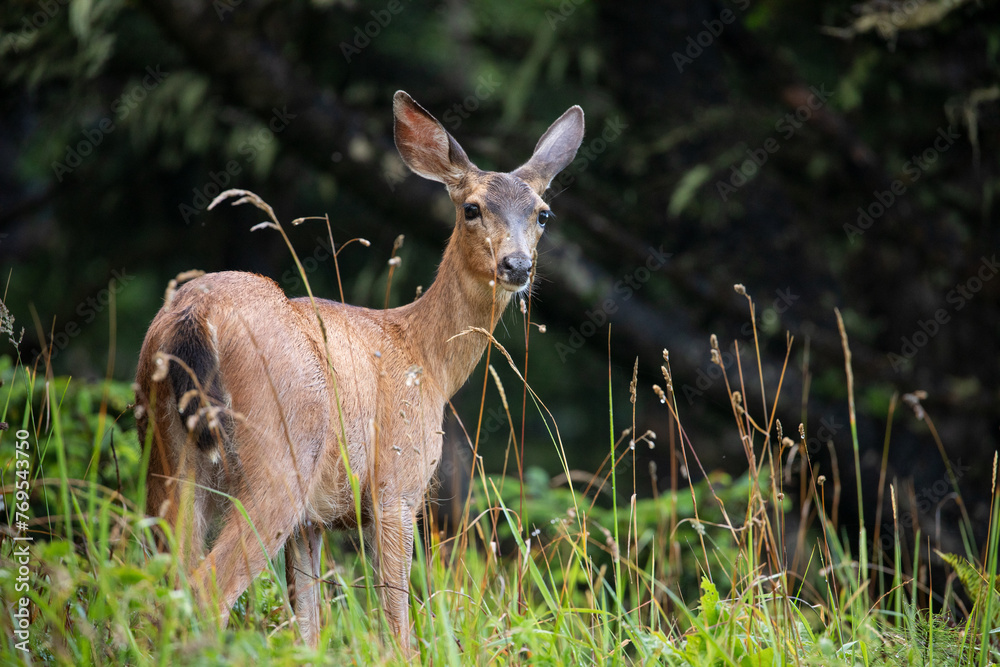 Deer spotted in Ecola State Park in Oregon Coast, early in the morning Deer spotted in Ecola State Park in Oregon Coast, early in the morning