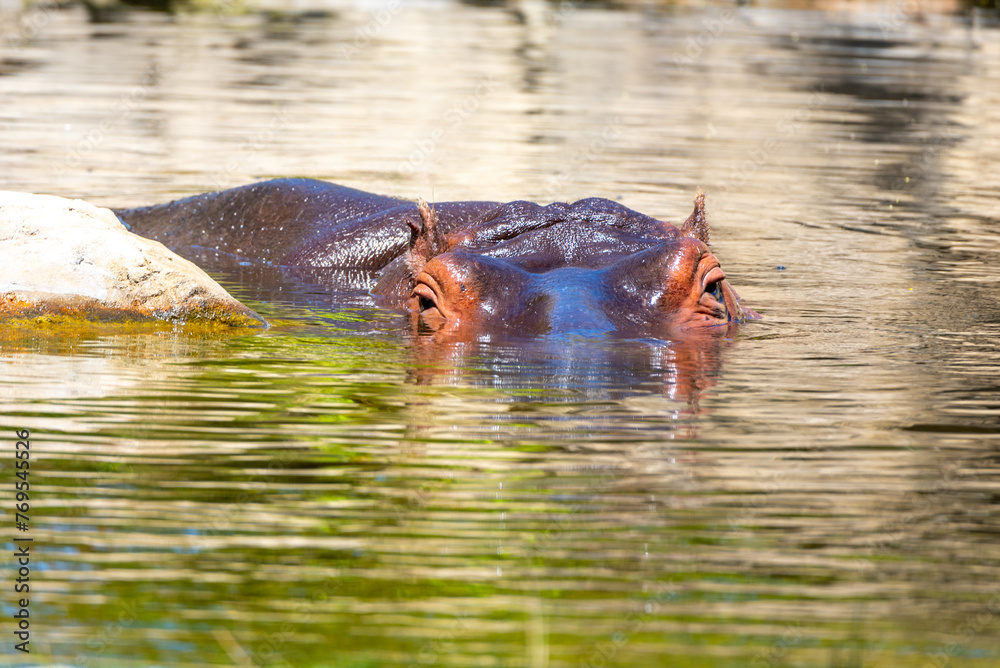 A hippopotamus emerges partially from reflective waters, bathed in sunlight, showcasing its textured skin and alert eyes. A hippopotamus emerges partially from reflective waters, bathed in sunlight, showcasing its textured skin and alert eyes.