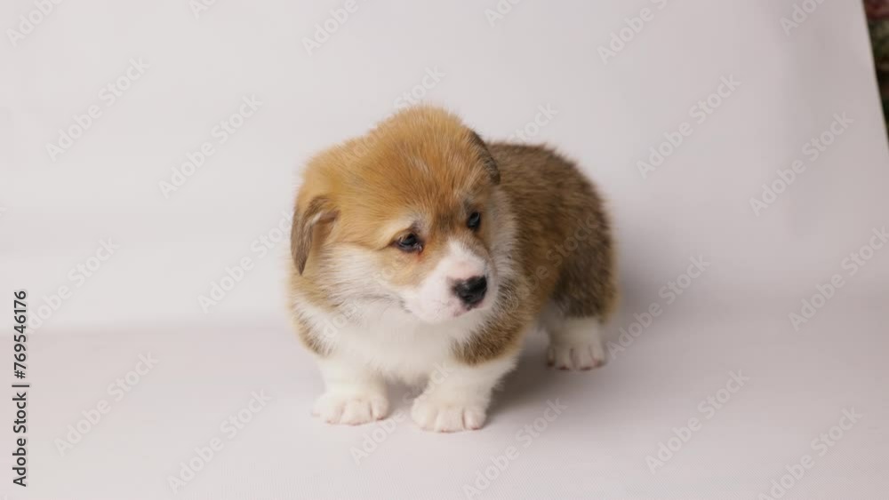 Cute sad little Welsh corgi puppy lies on a white background looking at the camera Cute sad little Welsh corgi puppy lies on a white background looking at the camera