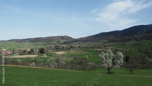 Obereggenen surrounded by cherry blossoms covering the gentle Eggener valley (Eggenertal) at the bottom of the slopes of Blauen near Kandern in Black Forest in Germany
 photo