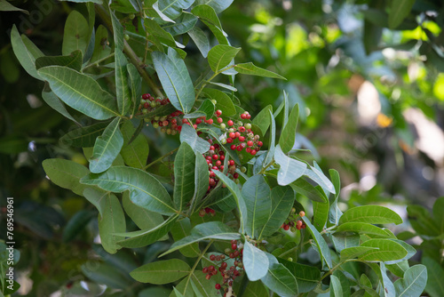 Pink pepper molle tree in Lima Peru photo