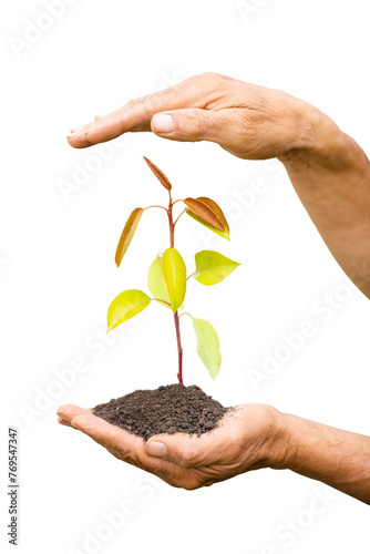 small pear tree in male hands, carefully protects, isolated on white