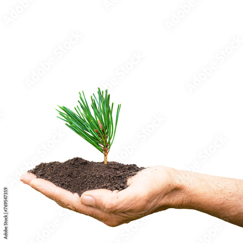 pine tree sprout in male hands isolated on white background