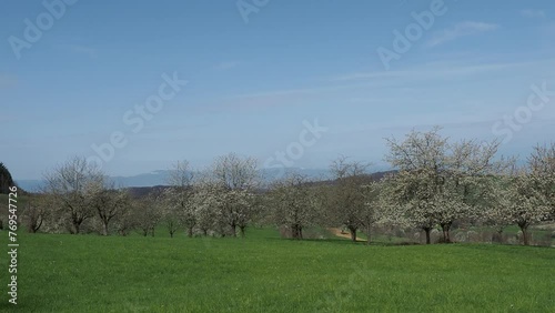 The cherry trees in bloom in Eggener valley (Eggenertal) around Obereggenen with a view of the Rhine plain and the snow-covered Vosges in France on the western horizon
 photo