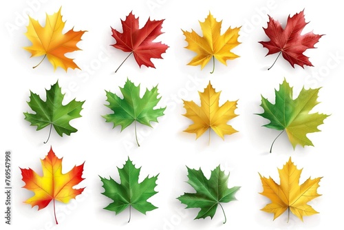 Set of autumn maple leaves on a white background. 