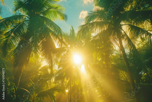 The sun shining through the canopy of tall, lush palm trees