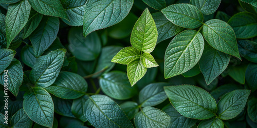 Vivid green leaves exhibiting the intricate patterns and textures of nature, highlighted with a sharp, dramatic focus