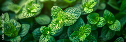 Close-up of lush green mint leaves, with a blurred background highlighting the intricate textures and fresh hues