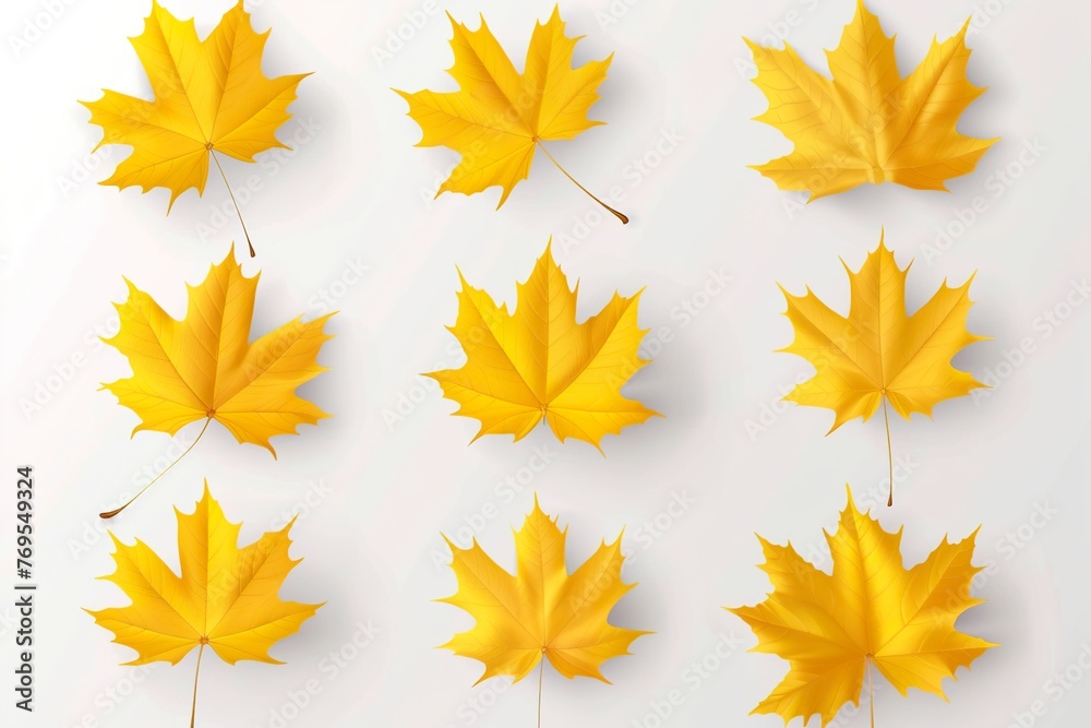Set of autumn yellow maple leaves on a white background. Set of autumn yellow maple leaves on a white background.