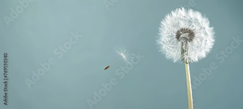 Dandelion seed floating with space for text, nature background for mindfulness and relaxation ads.