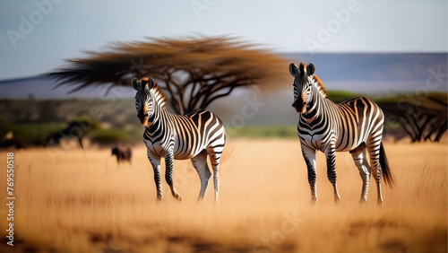 A group of zebras are in the grass. zebra's in Africa walking on the savannah. zebras in their habitat at sunset on safari