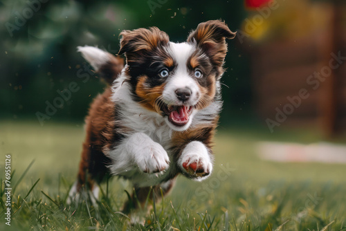 Energetic Aussie Puppy Running With Open Mouth in Green Grass photo