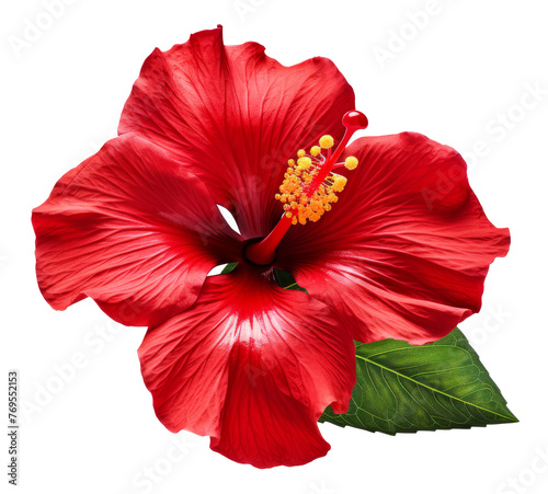 hibiscus flower isolated on transparent background © Mr.Tom-PNG