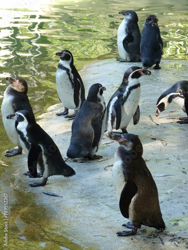 Manchots dans un zoo photo