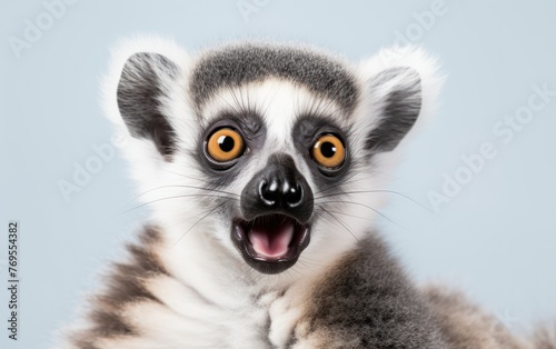 a happy baby ringtailed lemur