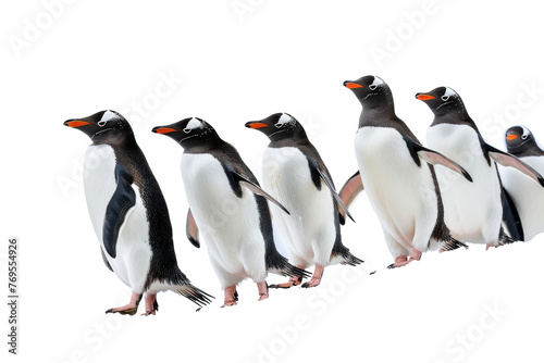 Group of Penguins Standing Next to Each Other