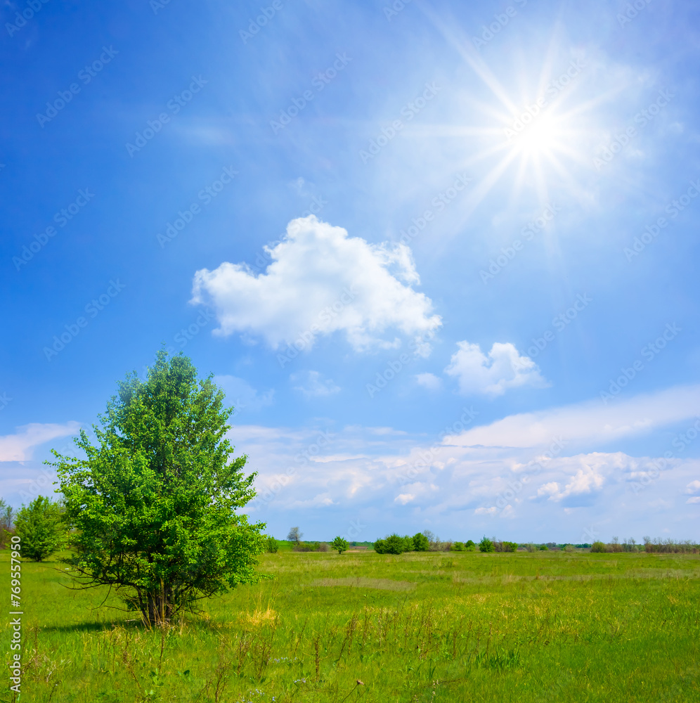 Fototapeta premium alone tree among green prairie at the spring sunny day