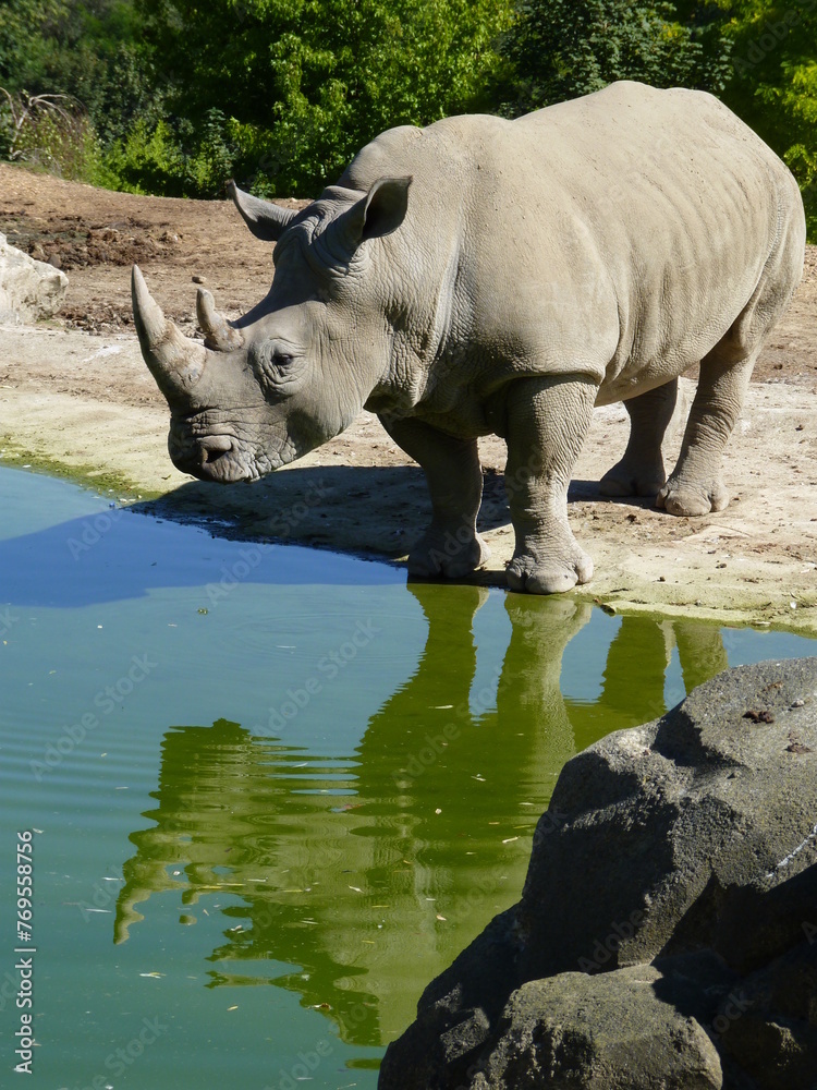 Rhinocéros Zoo - obrazy, fototapety, plakaty 