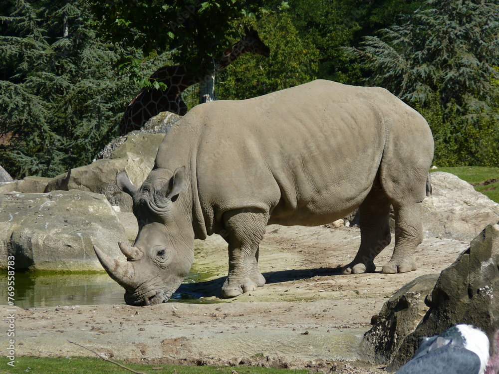 Rhinocéros Zoo - obrazy, fototapety, plakaty 