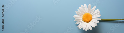 Wallpaper with daisy, chamomile on blue background, natural and soft. Banner design with copy space. Spring Gentle Concept with flower. Top view.