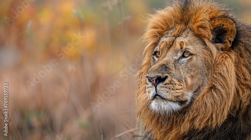 Lion portrait on savanna. © Spyrydon