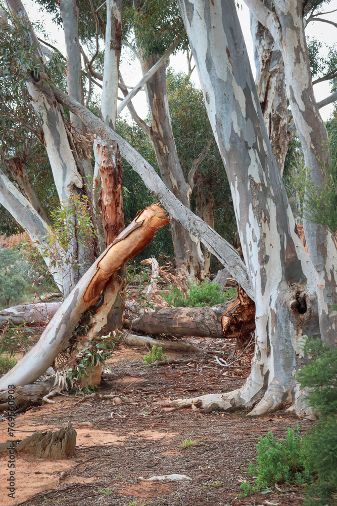 eucalyptus trees in australian bushland landscape on the banks of the werribee river