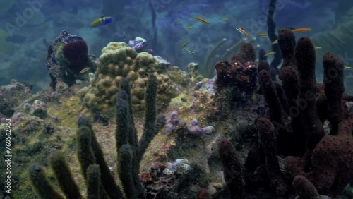 Underwater view of marine life on the reef photo