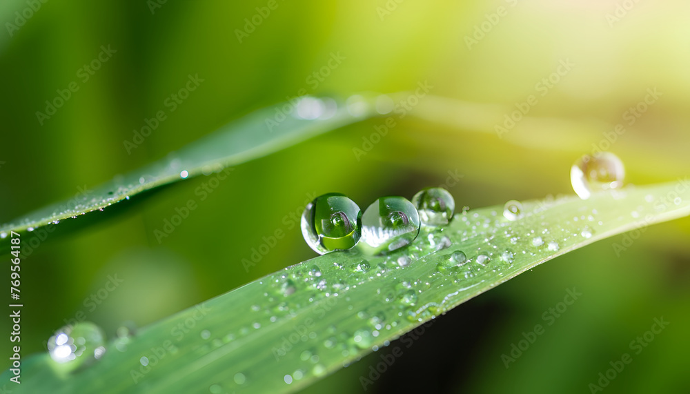 water drops on green grass wallpaper and background water drops on green grass wallpaper and background