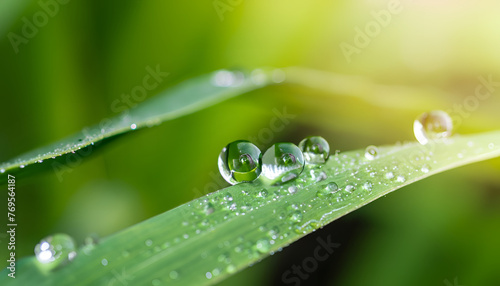 water drops on green grass wallpaper and background