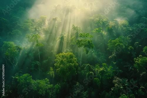 Aerial view of a tropical rainforest during sunrise #769566984