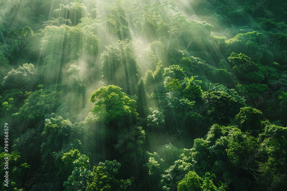 Obraz premium Aerial view of a tropical rainforest during sunrise