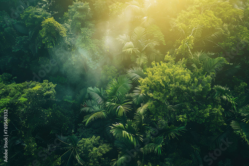 Aerial view of a tropical rainforest during sunrise photo