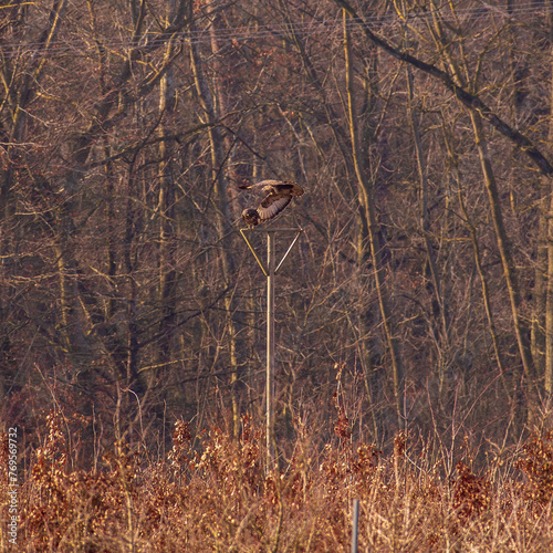 A buzzard flies off a perch after mating. male bird of prey leaves perch after mating.Female buzzard standing on perch after mating