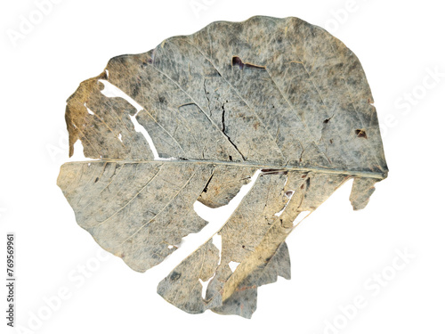 Dry leaf isolated on white