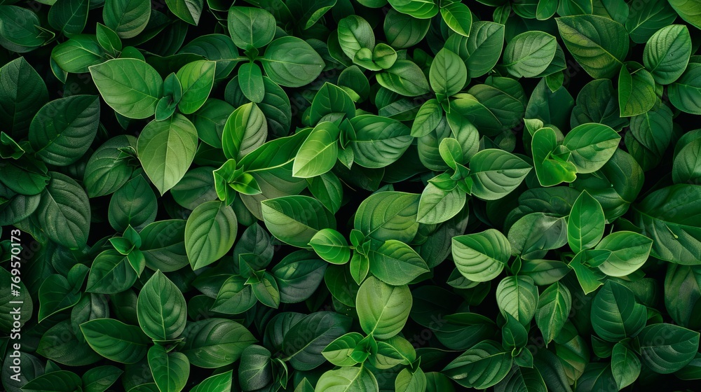 A top view of fresh green leaves tightly packed together, creating a nature-themed background texture. A top view of fresh green leaves tightly packed together, creating a nature-themed background texture.