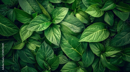 A top view of fresh green leaves tightly packed together, creating a nature-themed background texture.