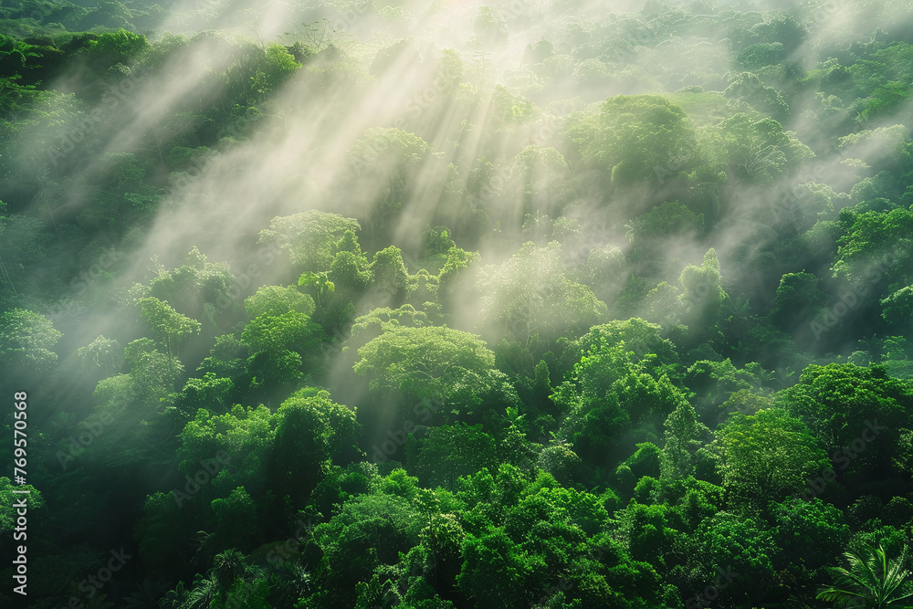 Aerial view of a tropical rainforest during sunrise Aerial view of a tropical rainforest during sunrise