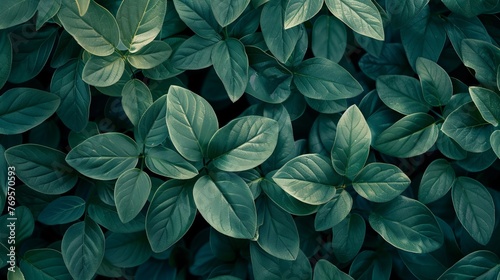 A top view of fresh green leaves tightly packed together  creating a nature-themed background texture.