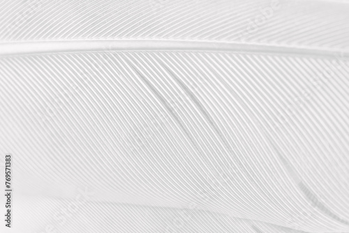 Gray white feather wooly pattern texture background