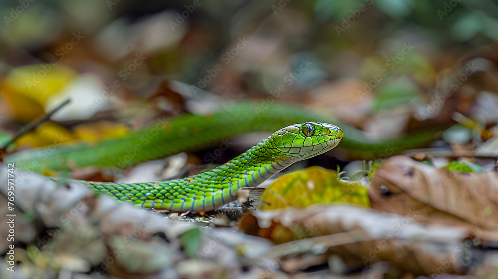 Obraz premium Green viper skin snake, AI Generative.