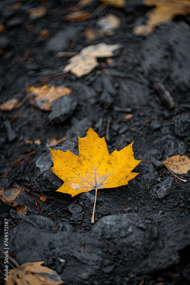 A single yellow leaf during the autumn season A single yellow leaf during the autumn season