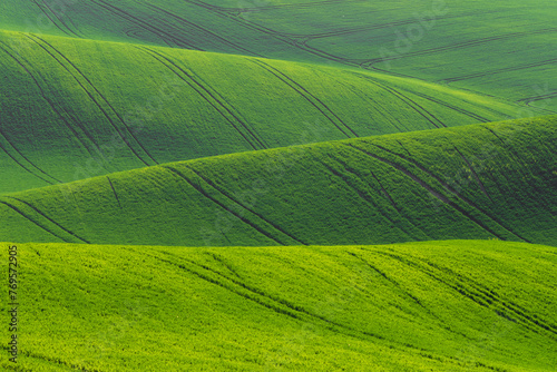 Waved green spring grass field. Background texture vivid colors. © Marcin Mucharski