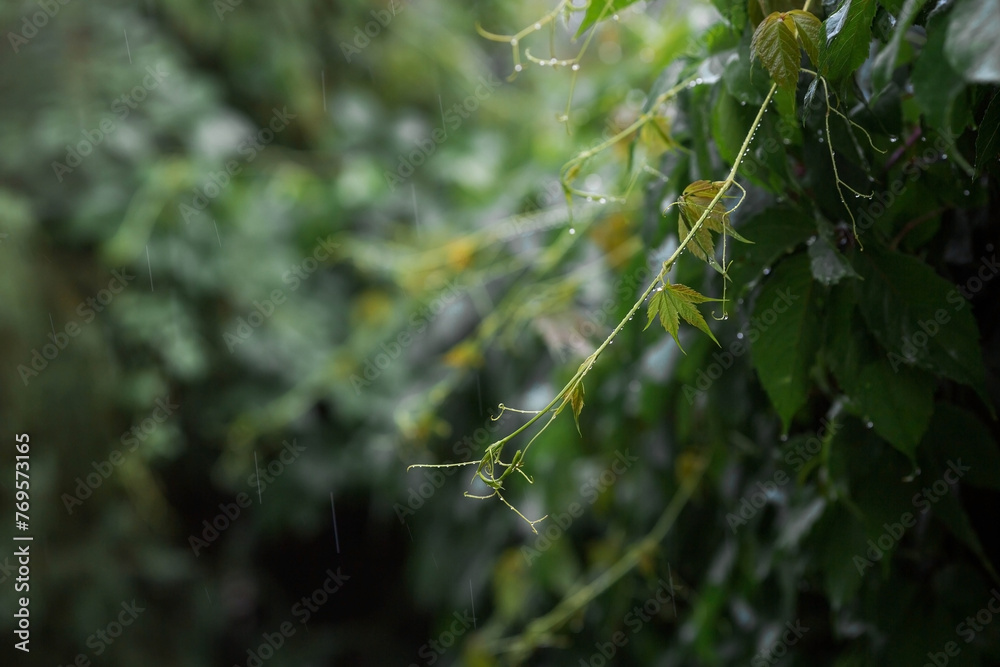 Natural freshness. The texture of a plant with raindrops. Natural green background. Summer rain. Natural freshness. The texture of a plant with raindrops. Natural green background. Summer rain.