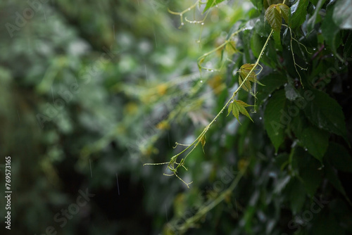 Natural freshness. The texture of a plant with raindrops. Natural green background. Summer rain. © Юлия Клюева