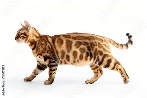 Side View of a Bengal cat walking on white background