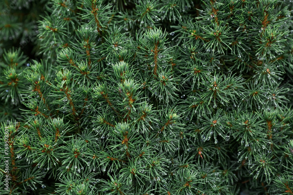 Natural freshness. The texture of a plant with raindrops. Natural green natural background. A coniferous tree species. Summer rain. Natural freshness. The texture of a plant with raindrops. Natural green natural background. A coniferous tree species. Summer rain.